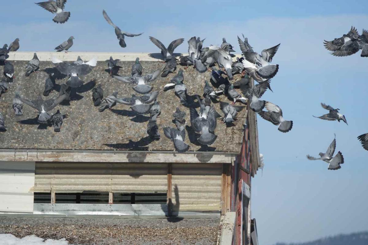 Pigeons