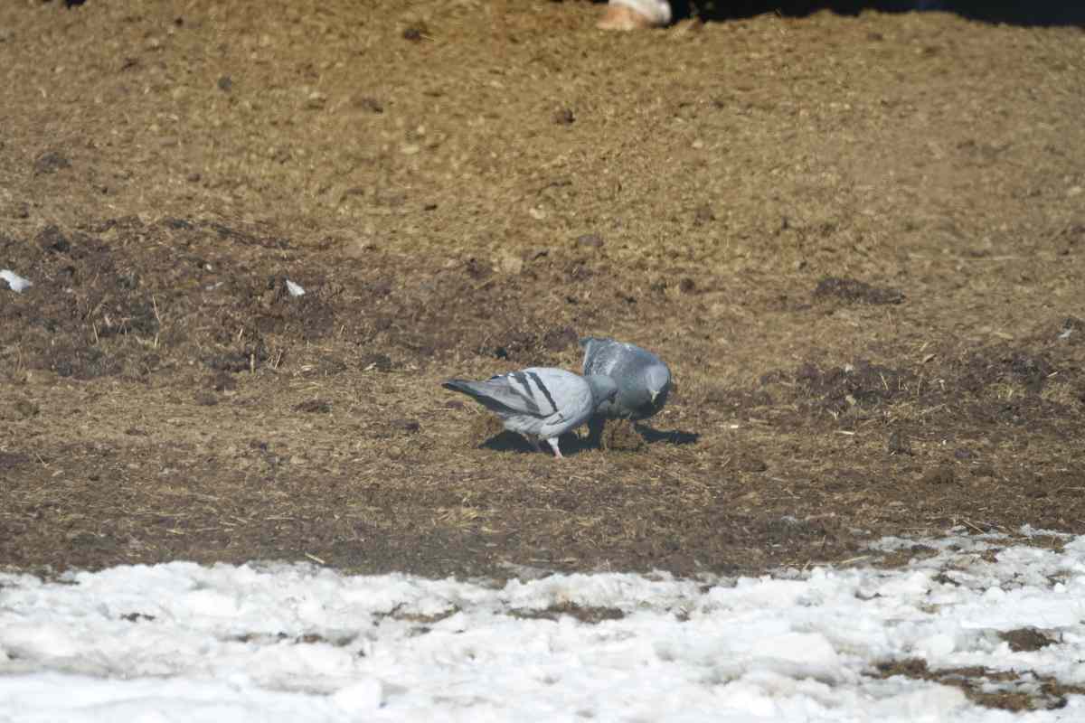 Pigeons