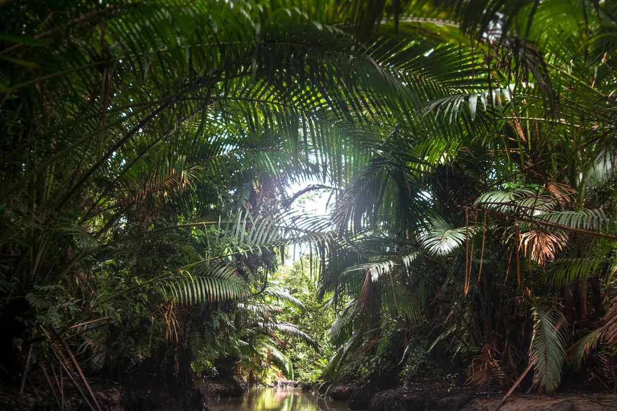 Jungle