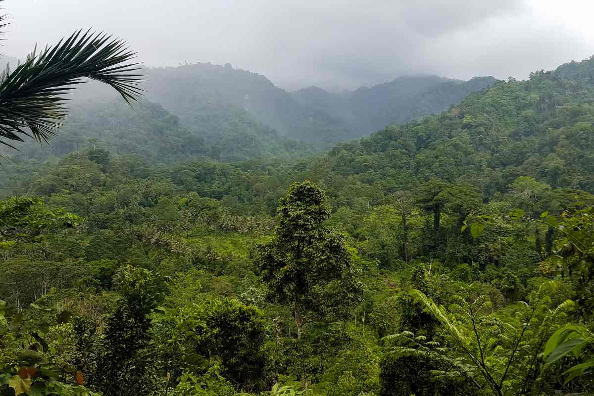 jungle