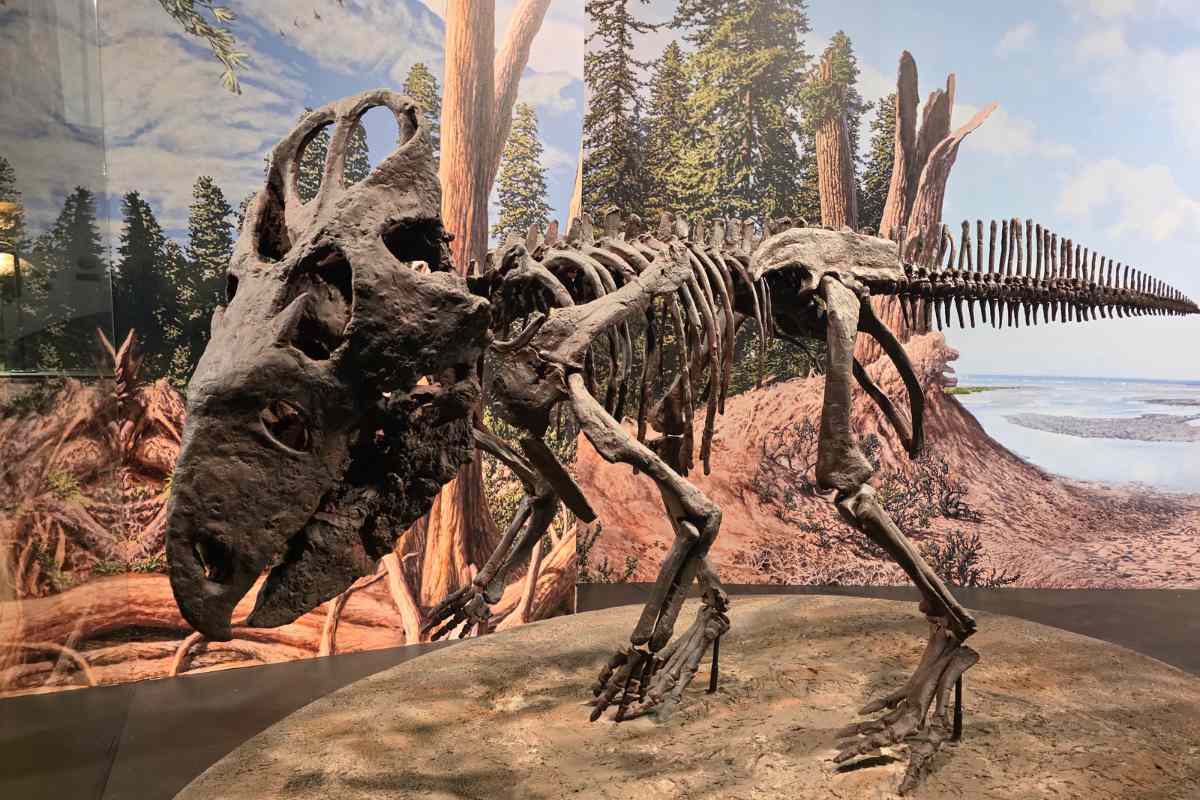Cretaceous Crossroad