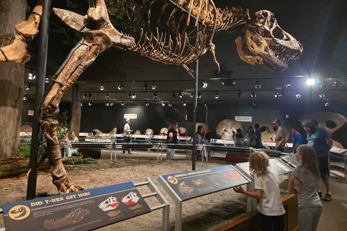 dinosaur