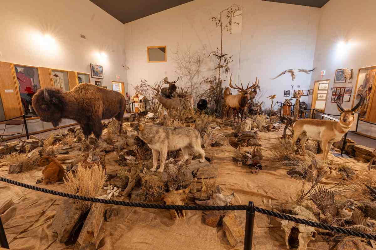 Display of the Mission Valley Natural History