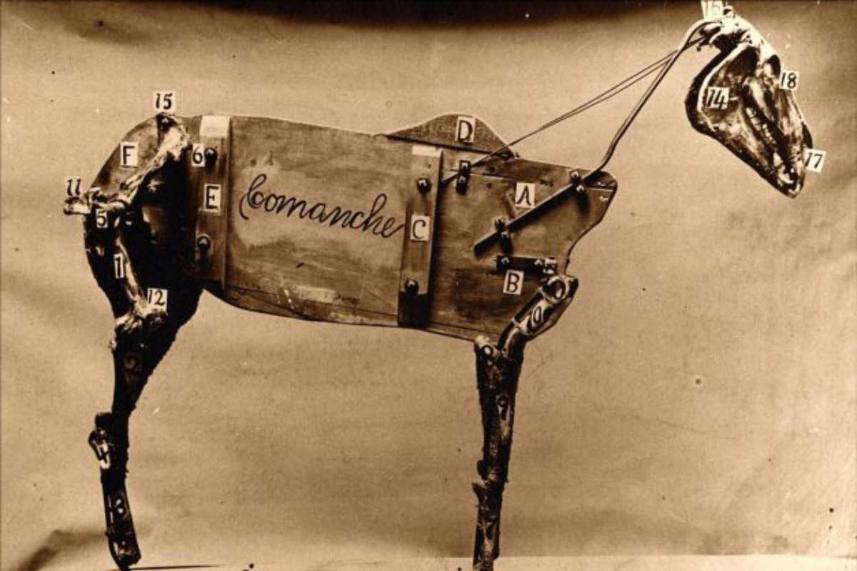 Comanche