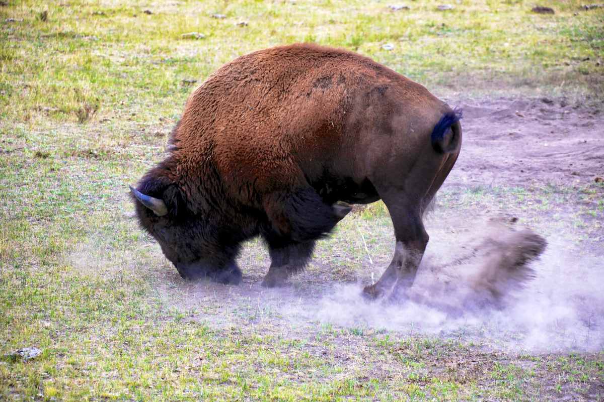 Bison