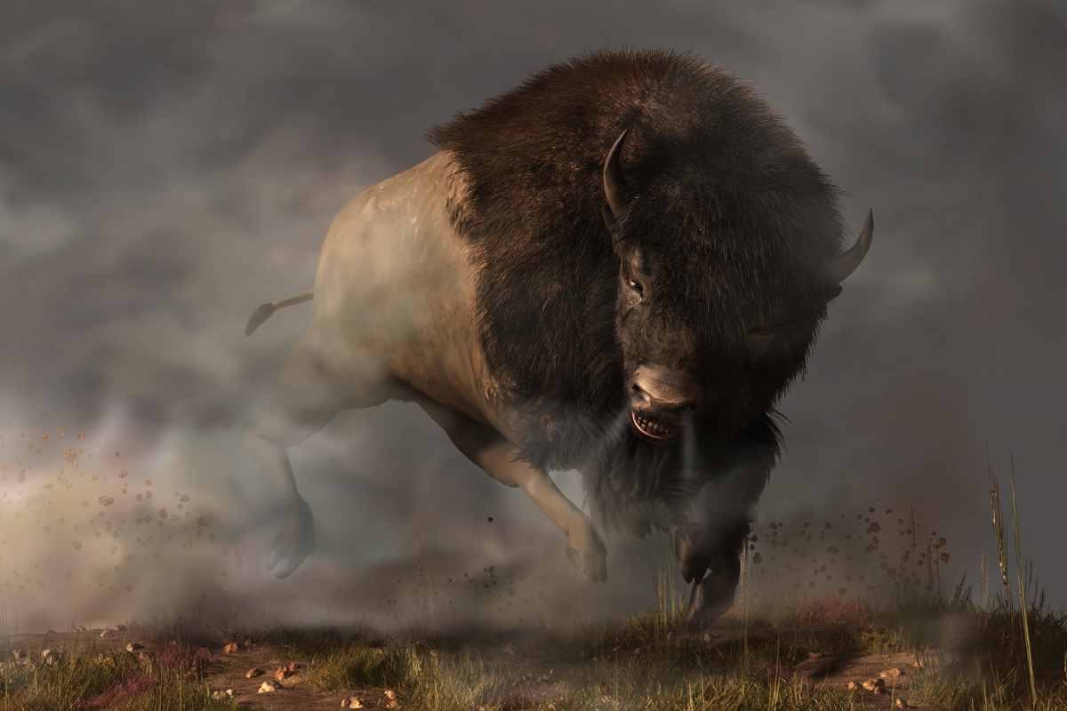Bison