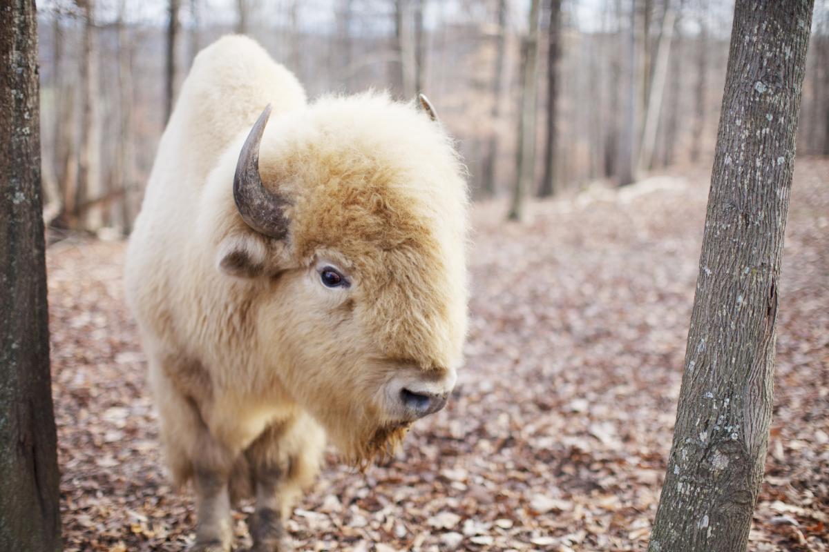 Sacred White Bison in Missoula, Montana