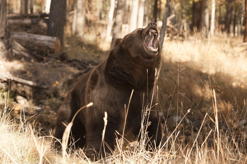 Bear on Yellowstone Ranch