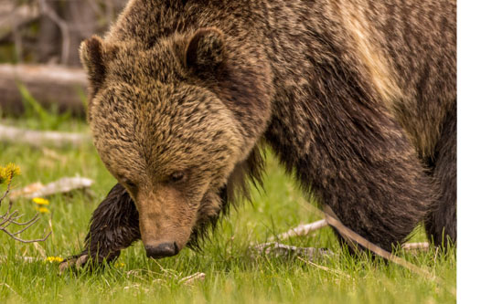 Bear Vs Mountain Lion Which Is More Dangerous