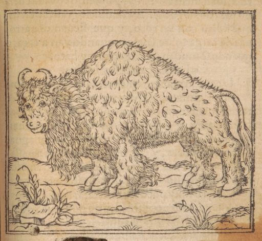 Early buffalo image