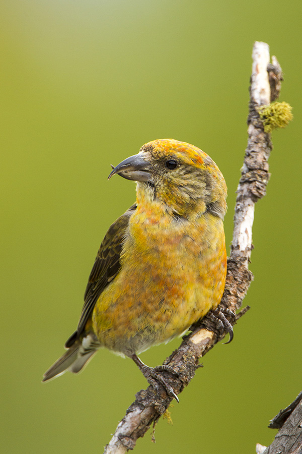 Crossbill 1