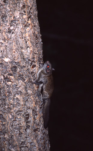 flying_squirrel1 (1)