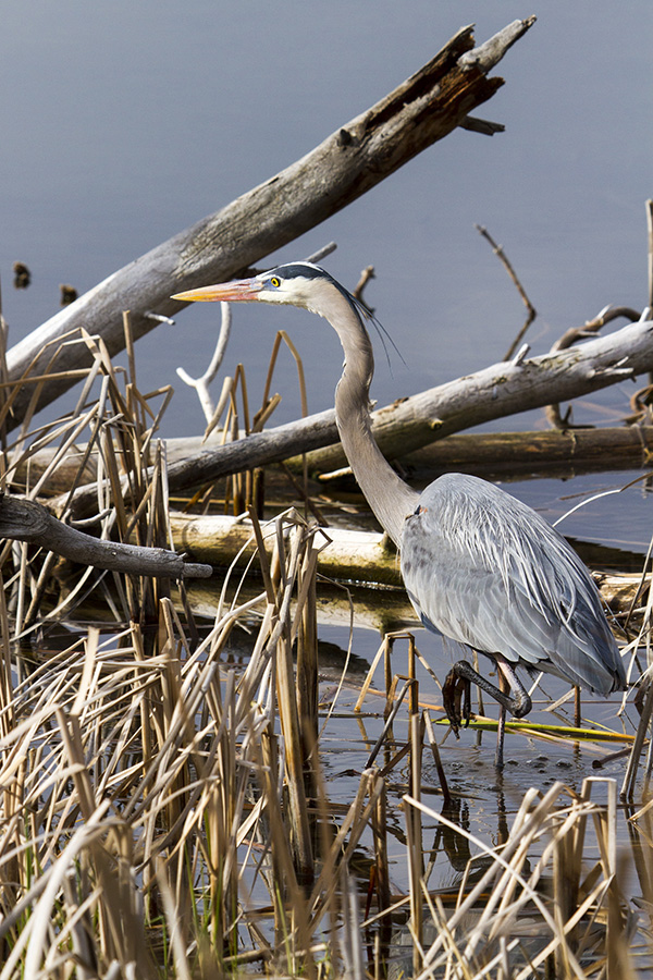 Great blue heron