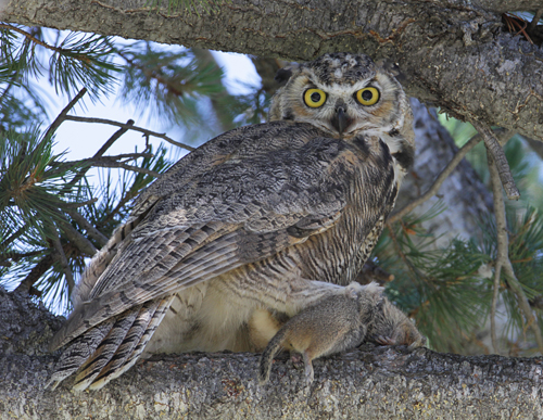 Great horned owl