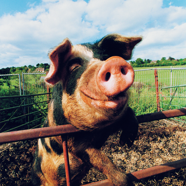 Happy Pig