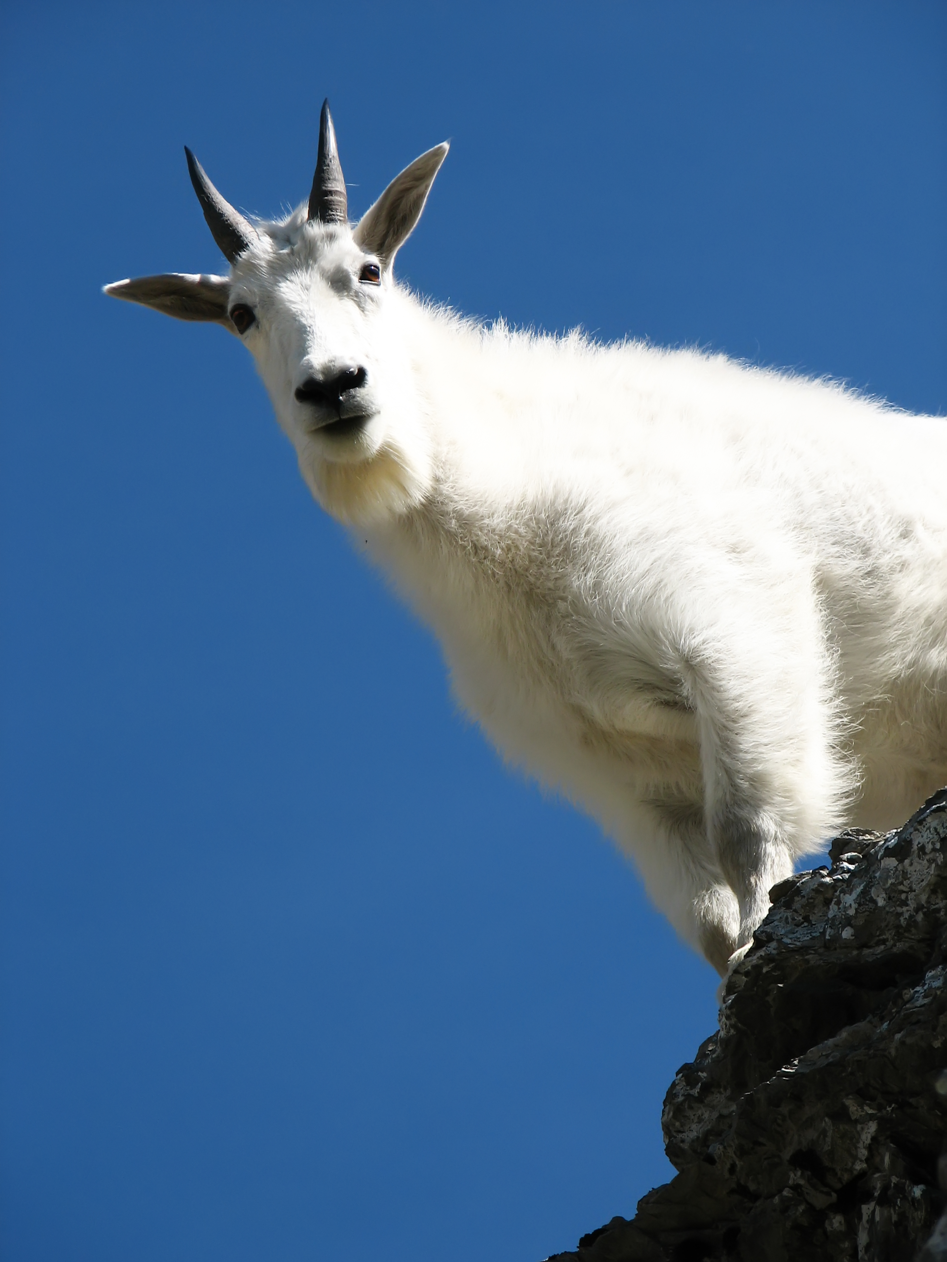 goats
