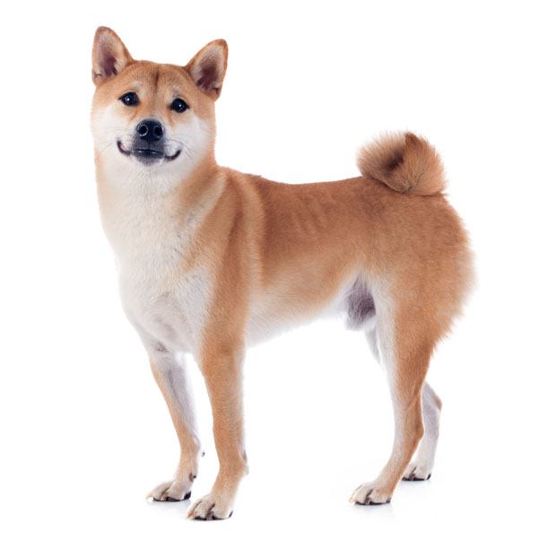 Akita