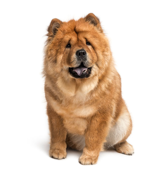 Chow Chow