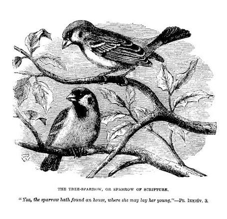 sparrow