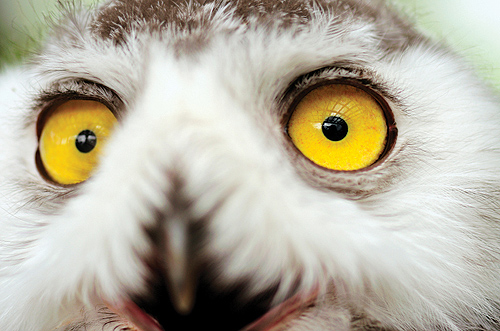 owl eyes