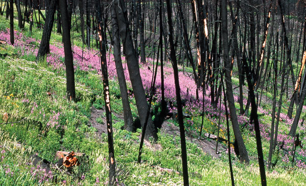Yellowstone Fire weed After Fire