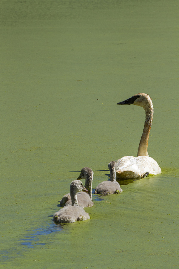 Trumpeter 