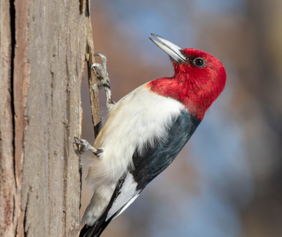 Woodpecker!