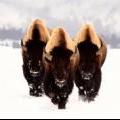Montana bison
