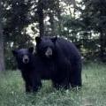 Montana black bears