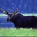 Montana moose climate change