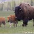 bison american prairie reserve