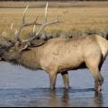 Montana elk