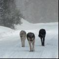 Yellowstone wolves