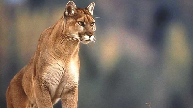 Montana mountain lion