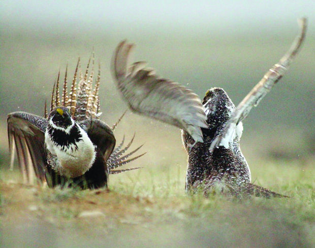 sage grouse