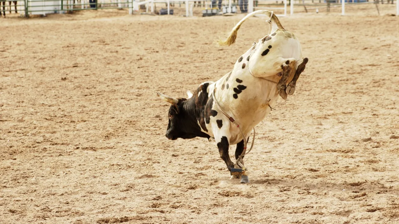 Chase Hawks Rough Stock Rodeo, Billings