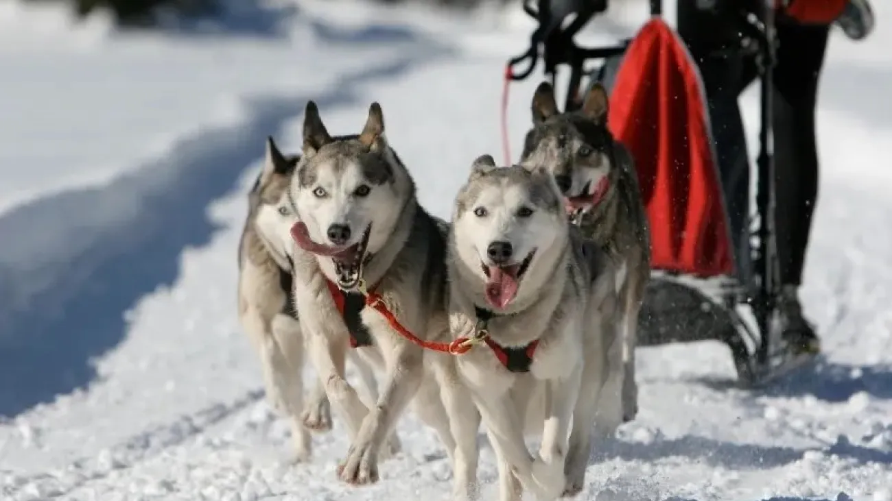 Dog Days of Winter, Sled Dog Races and Winter Events, West Yellowstone