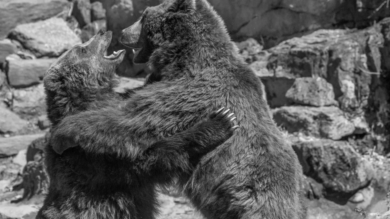 Frame of Mind Presents - The Women and the Bears with Special Guests: Fruits Art Show, Missoula