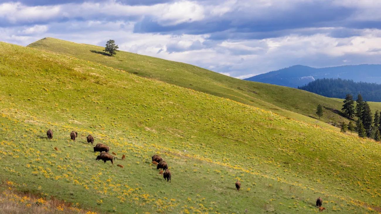 50th International Wildlife Film Festival, Missoula