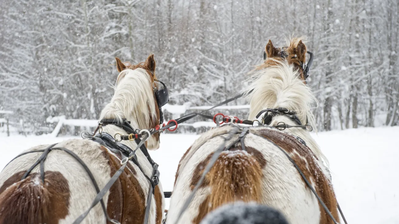 Downtown Missoula Holiday Carriage Rides, Missoula