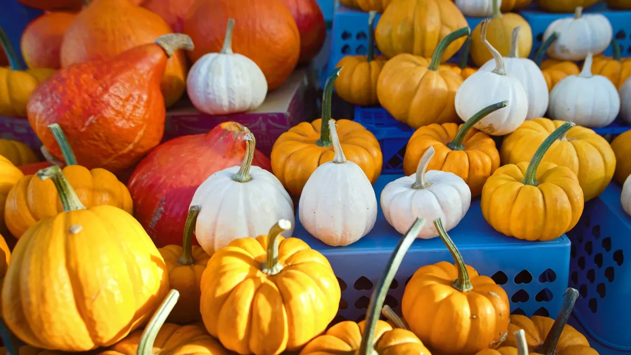 Pumpkins and squash for sale at an autumn farmers market