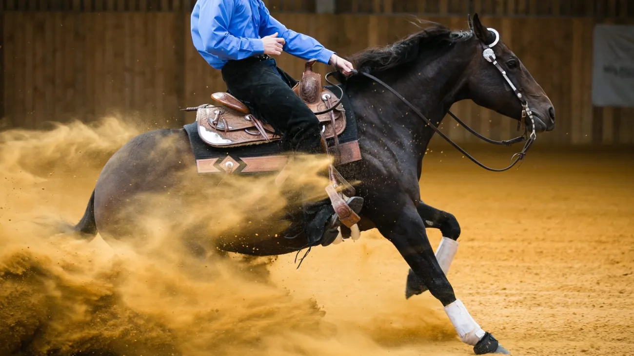 A reining horse in a sliding stop in an indoor arena