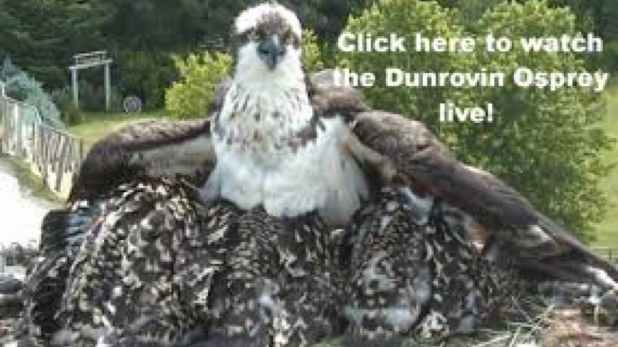 dunrovin osprey