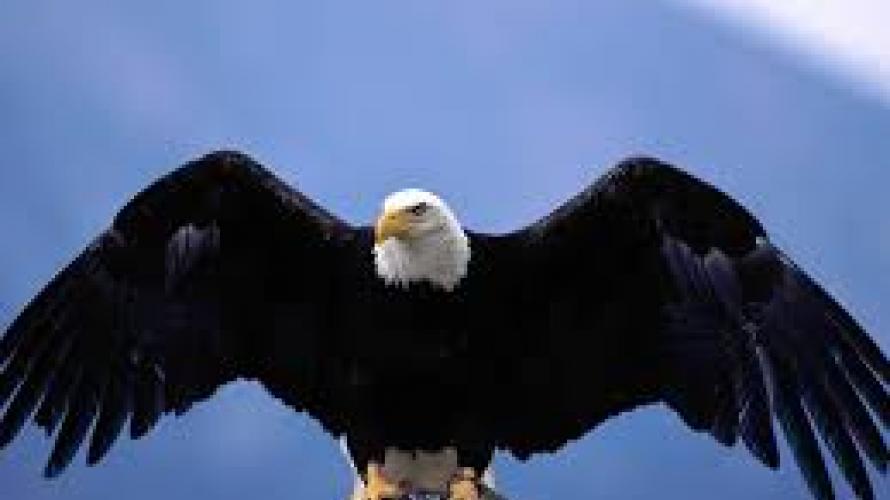 bald eagle