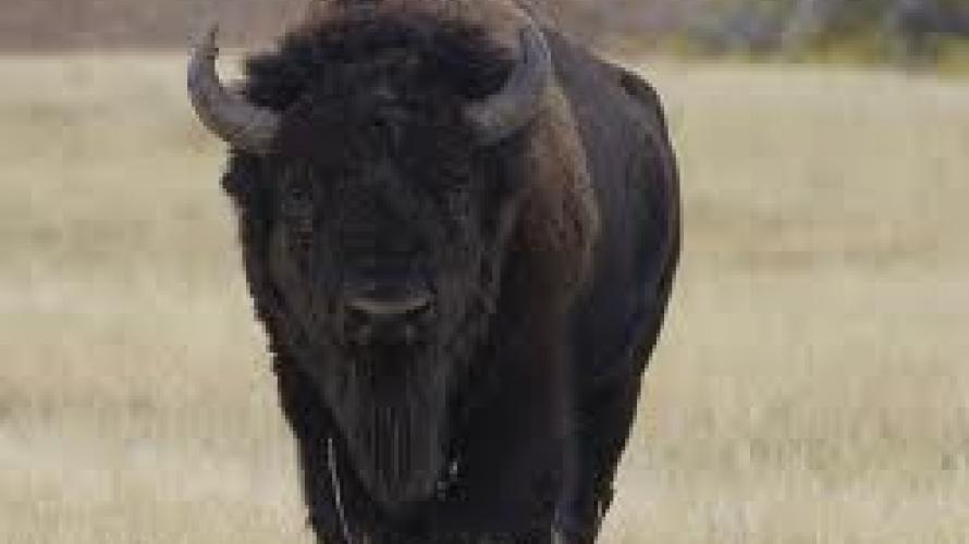 montana buffalo 