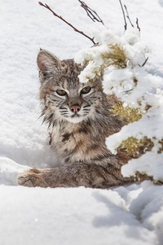 Montana’s Secret Cats: BOBCAT & LYNX | Distinctly Montana Magazine