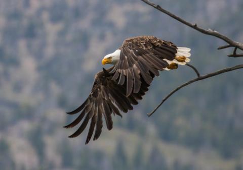 Montana’s Apex Predators: BALD & GOLDEN EAGLES