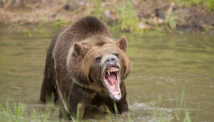 Roaring Grizzly Bear