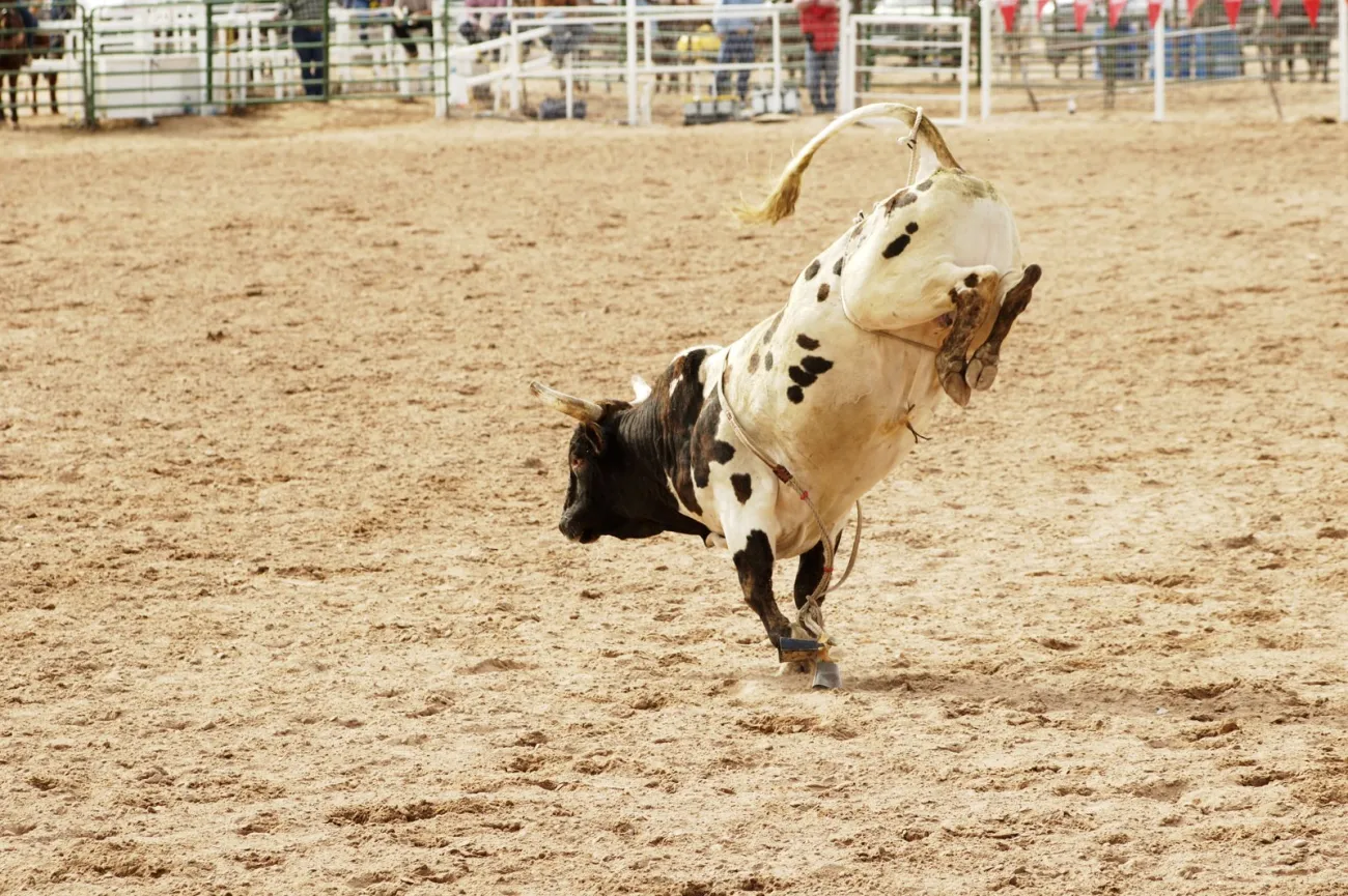 Chase Hawks Rough Stock Rodeo, Billings