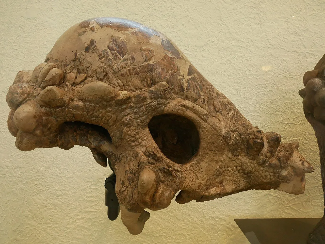Dinosaur Dimensions at The Museum, Baker